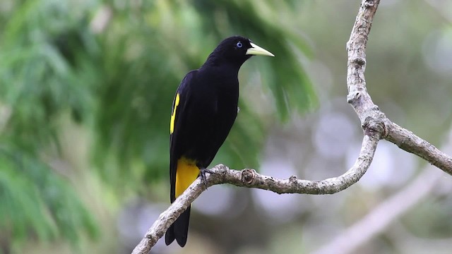 Yellow-rumped Cacique (Amazonian) - ML472426
