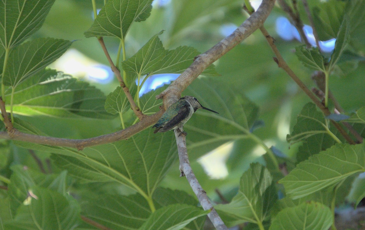 Anna's Hummingbird - ML472430451