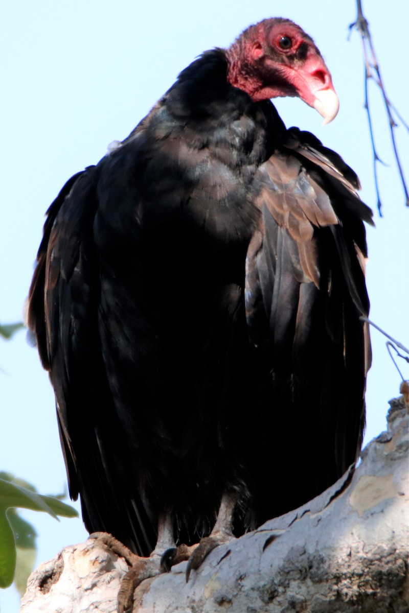 Turkey Vulture - Barry Spolter