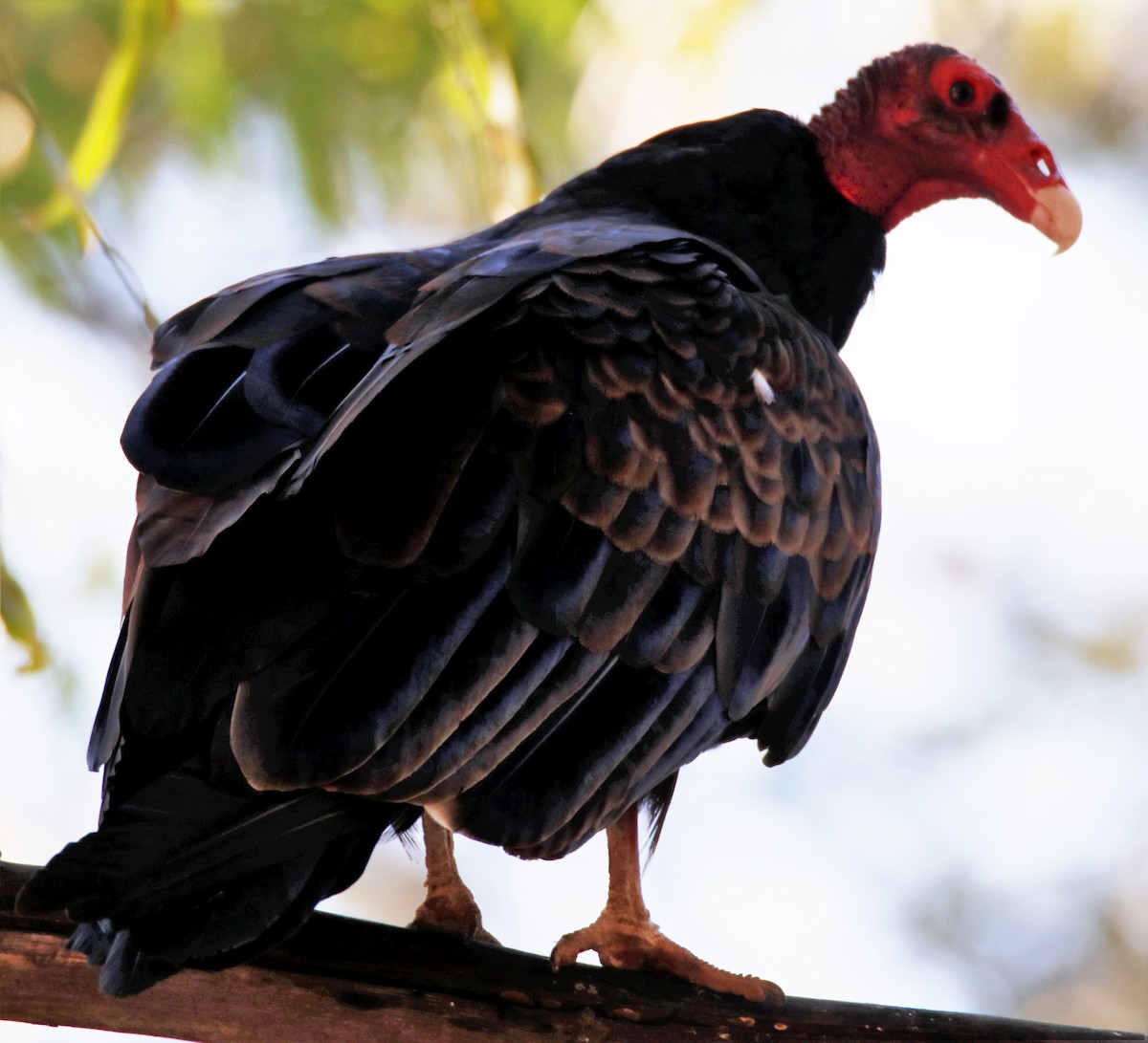Turkey Vulture - ML472431551