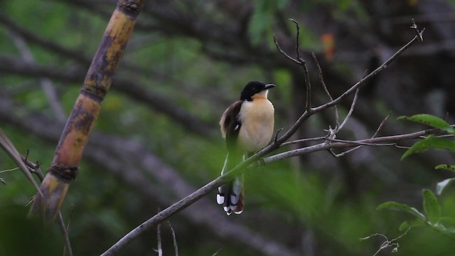  - Black-capped Donacobius