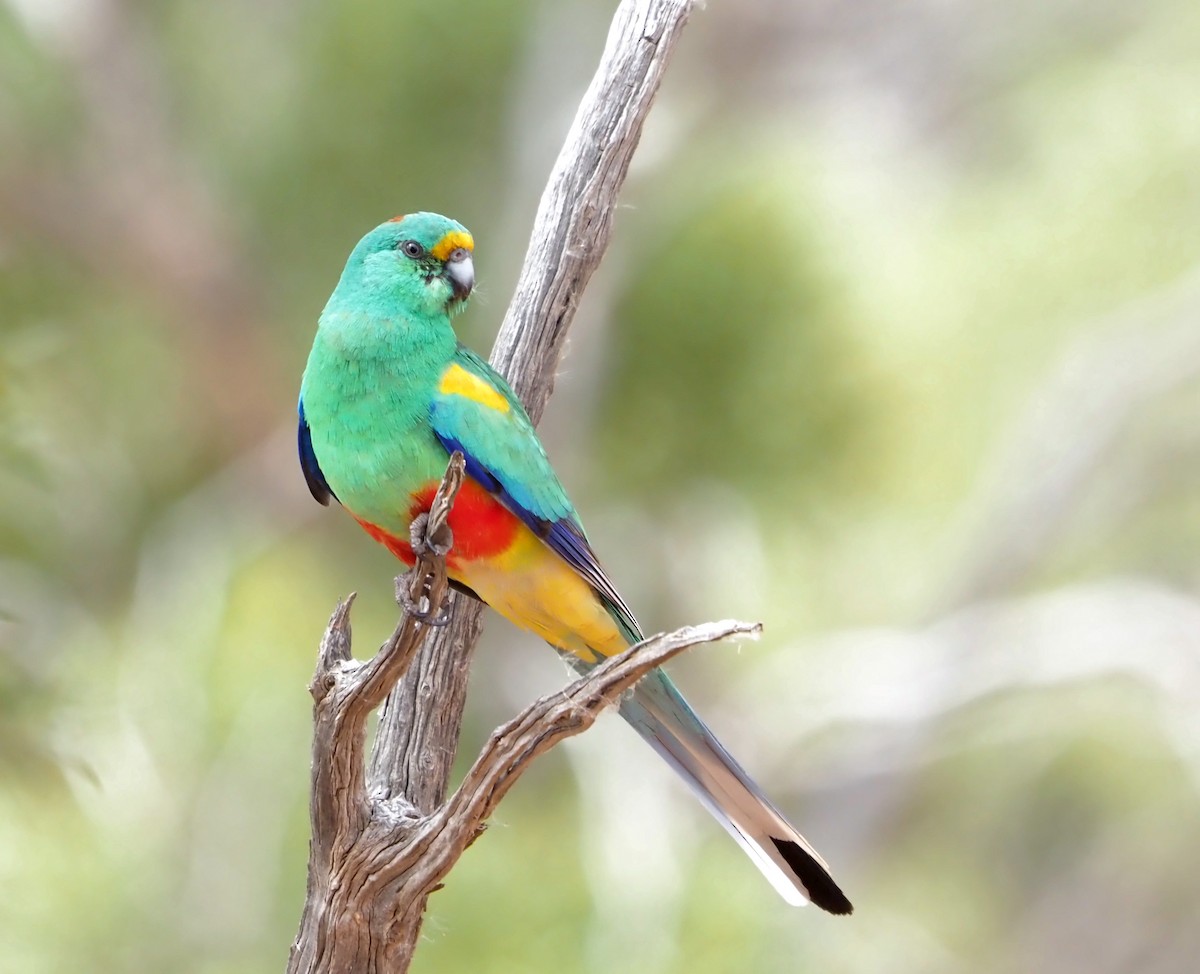 Папужка різнобарвний - ML472437561