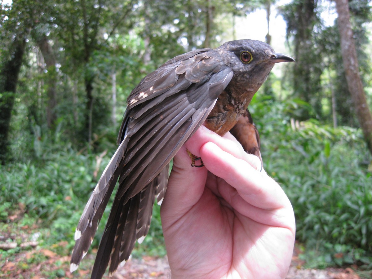 Brush Cuckoo (Sulawesi) - ML472438521