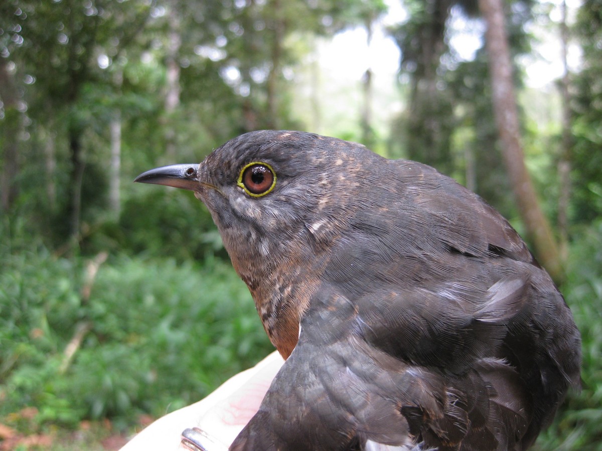 Brush Cuckoo (Sulawesi) - ML472438531