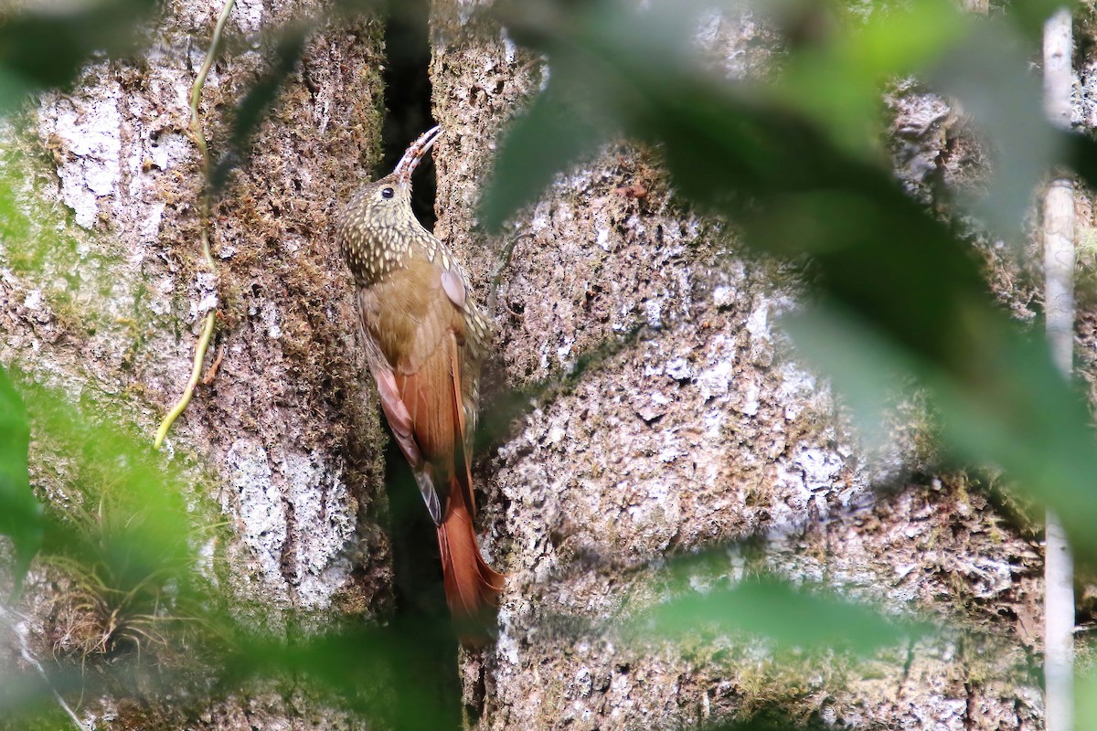 Spot-crowned Woodcreeper (Northern) - ML472441581