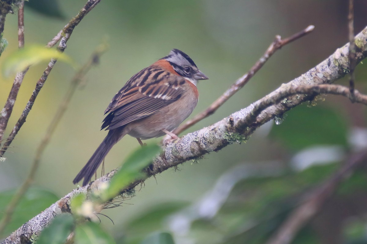 Rufous-collared Sparrow - ML472441721