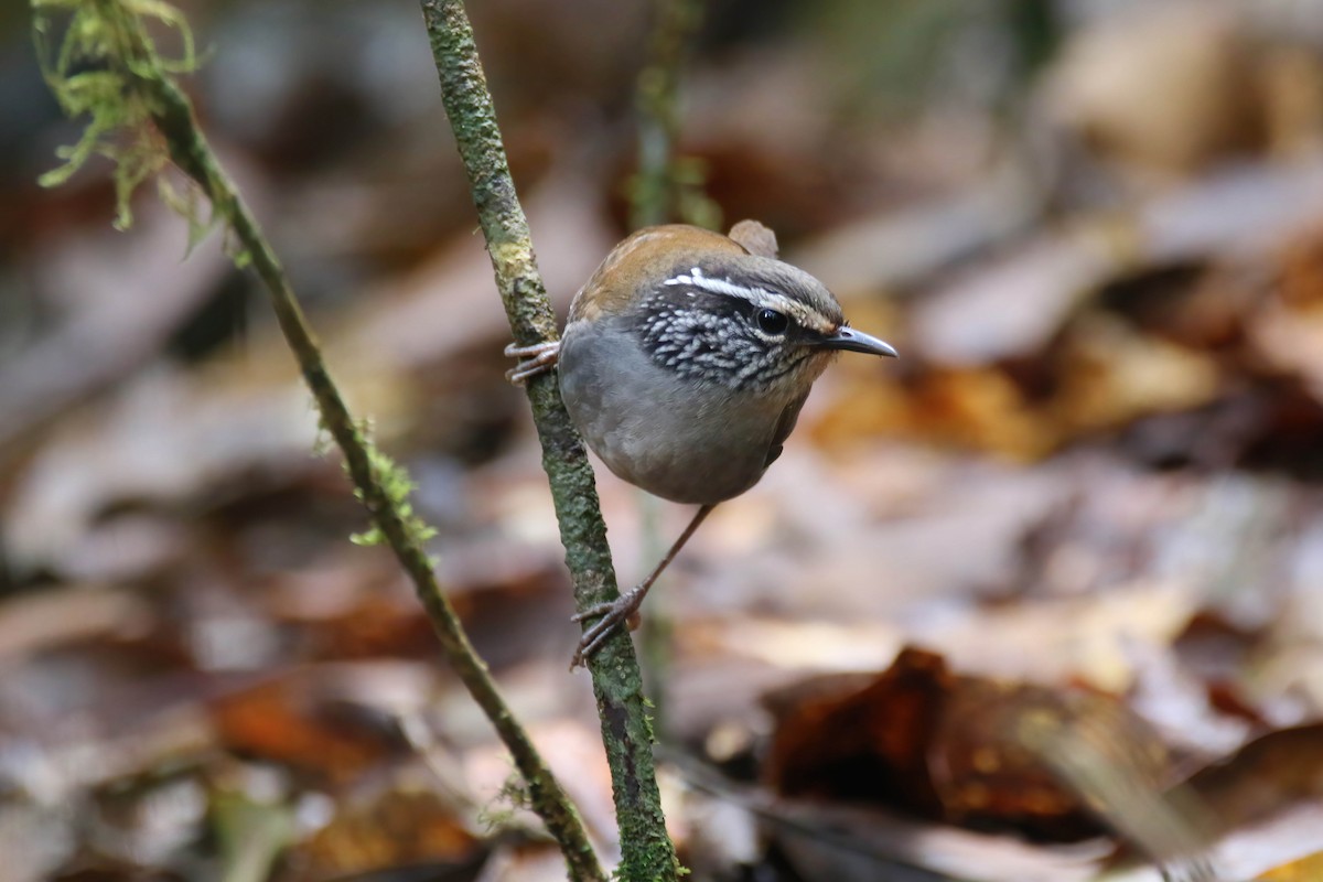 Gray-breasted Wood-Wren (Central American) - ML472442241