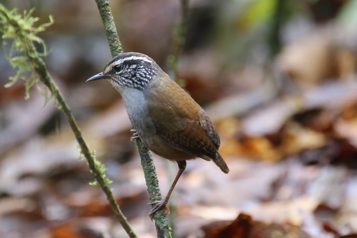 Gray-breasted Wood-Wren (Central American) - ML472442251