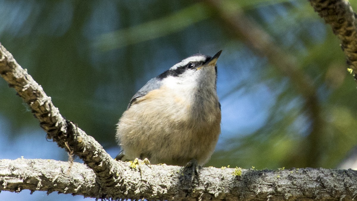 Red-breasted Nuthatch - ML472451971