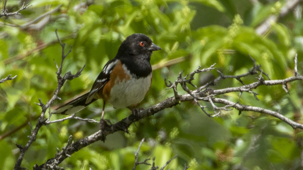 Spotted Towhee - ML472452051