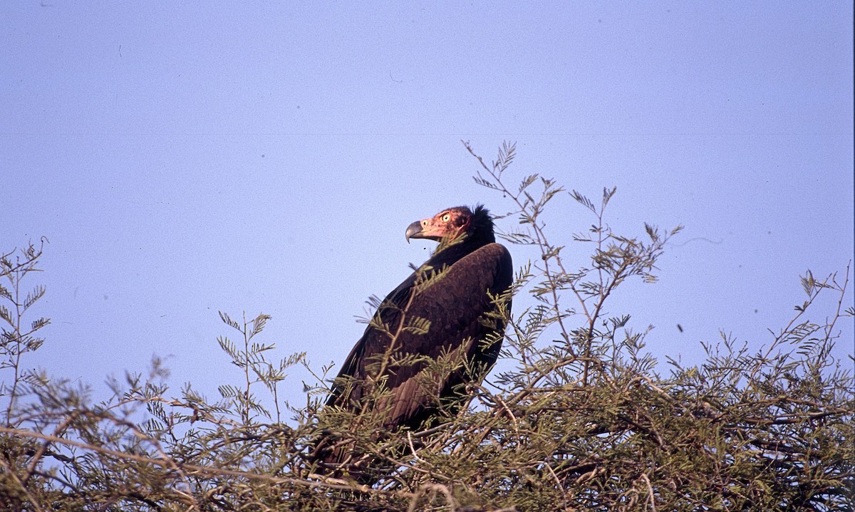 Red-headed Vulture - ML472453001