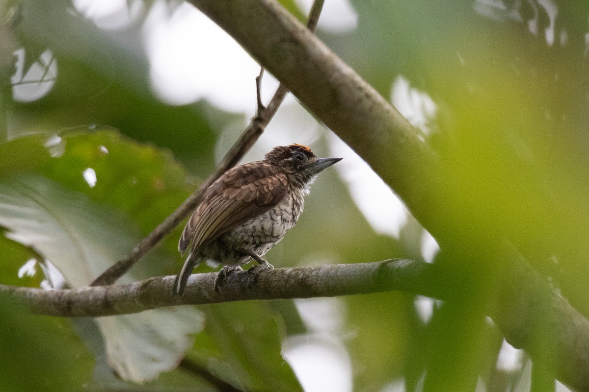 Scaled Piculet - ML472453571