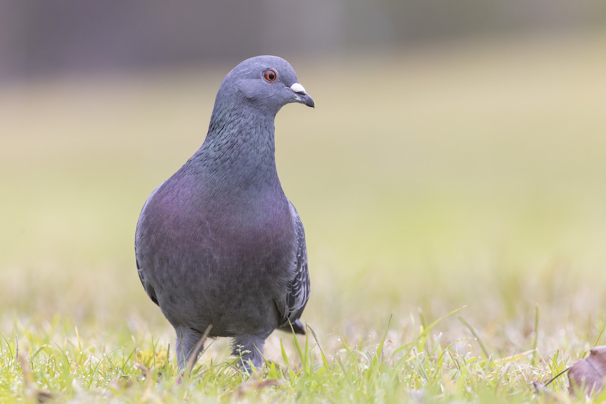 Rock Pigeon (Feral Pigeon) - ML472455021
