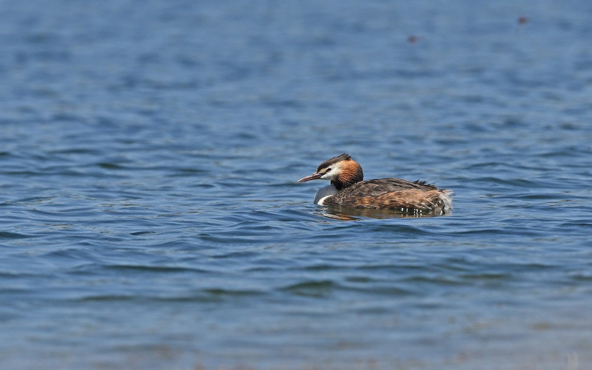 Great Crested Grebe - ML472455541