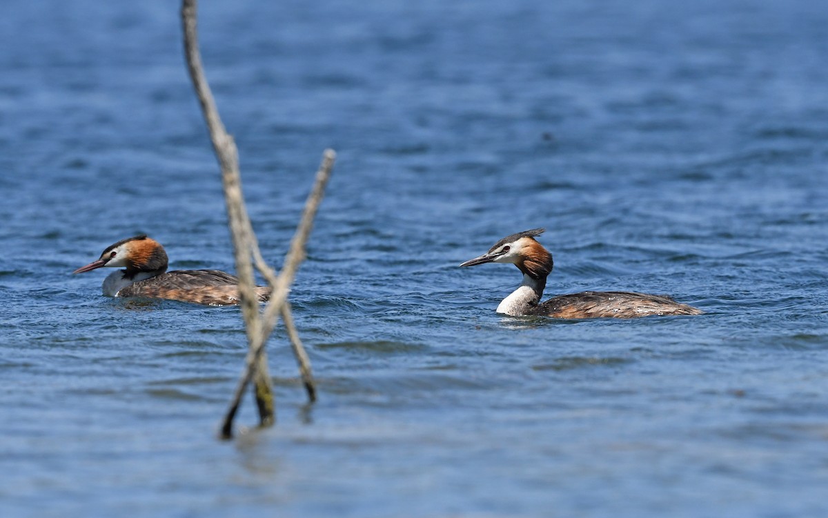 Great Crested Grebe - ML472455551