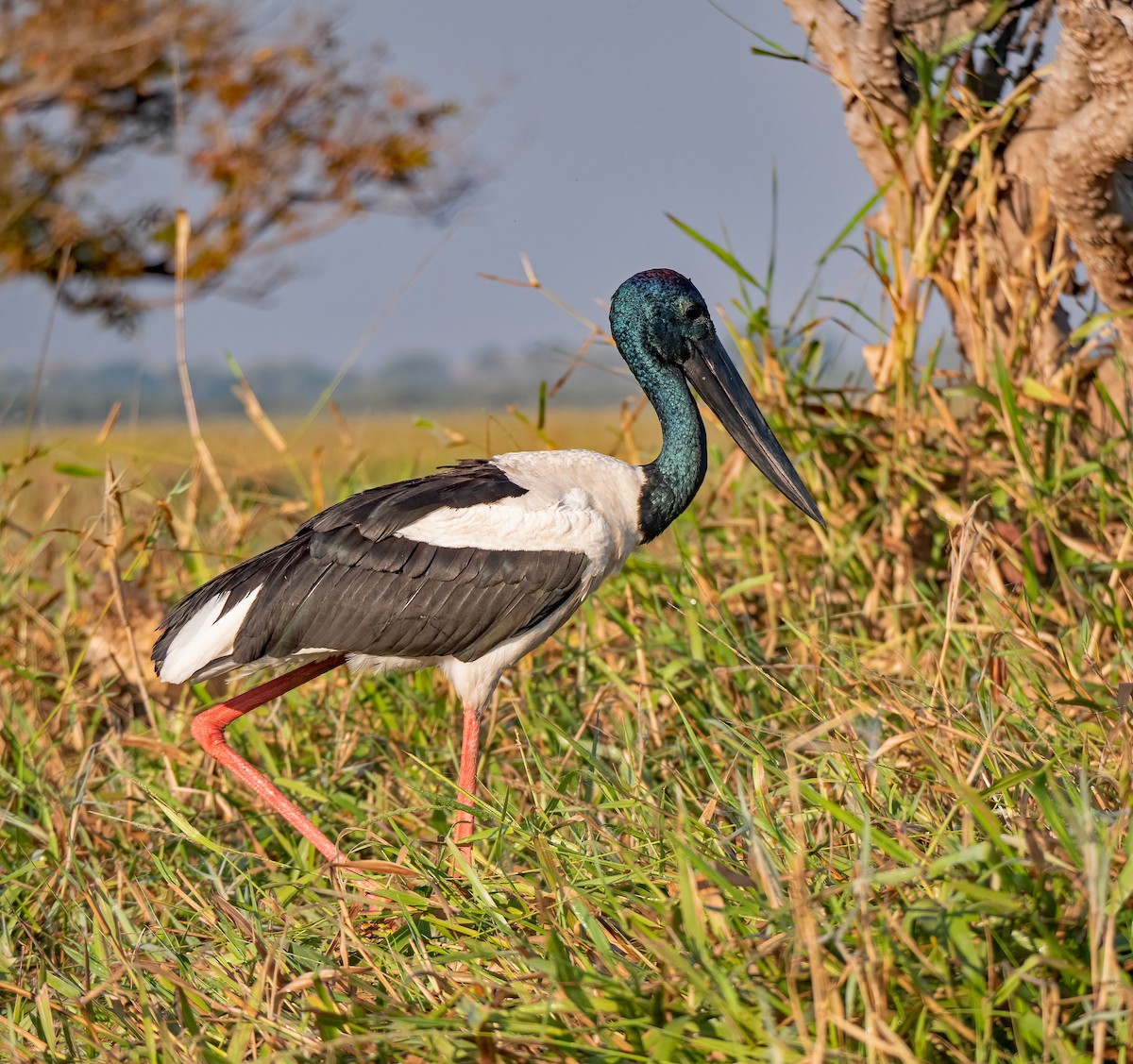 Black-necked Stork - ML472455961