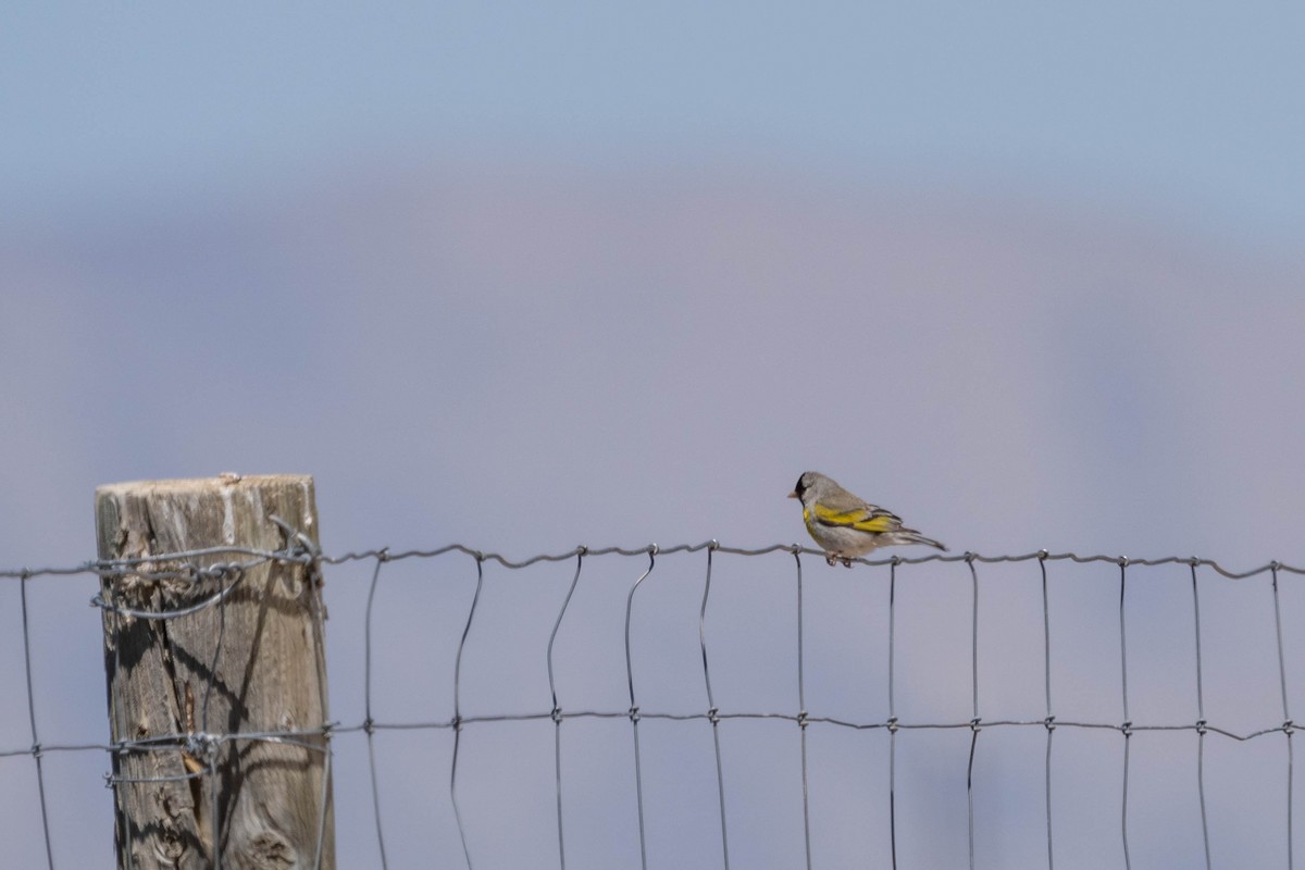Lawrence's Goldfinch - ML472462321