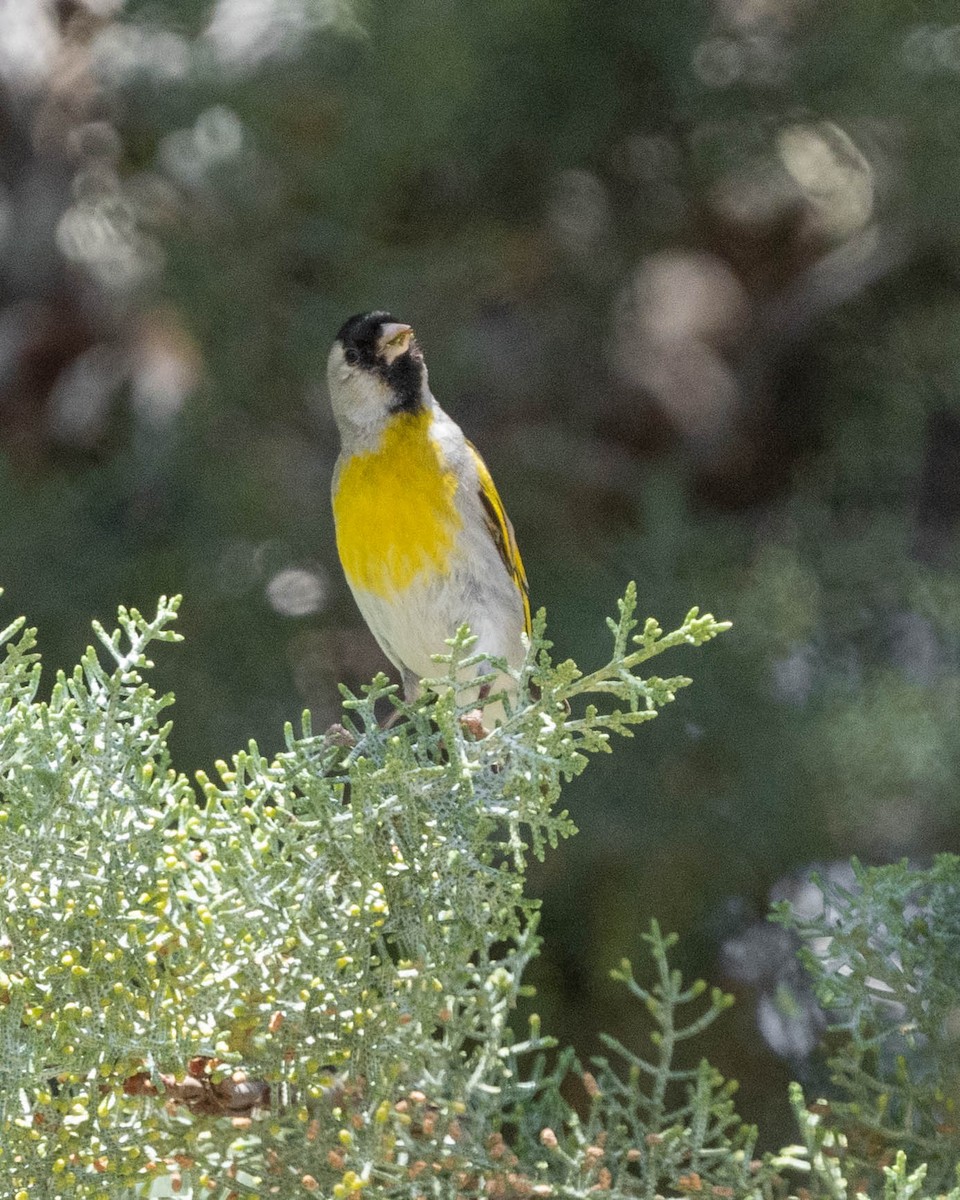 Lawrence's Goldfinch - ML472462331