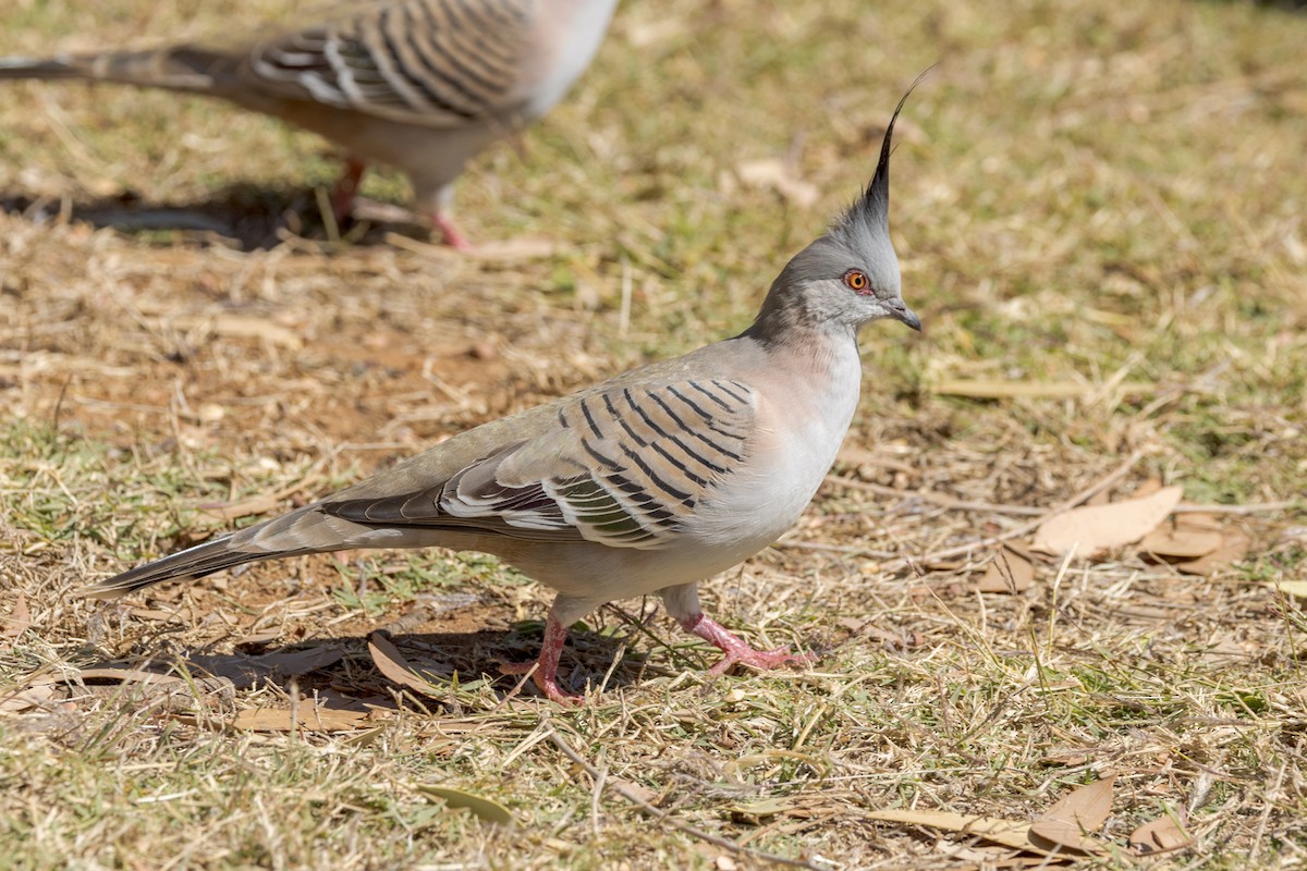 Crested Pigeon - ML472465371