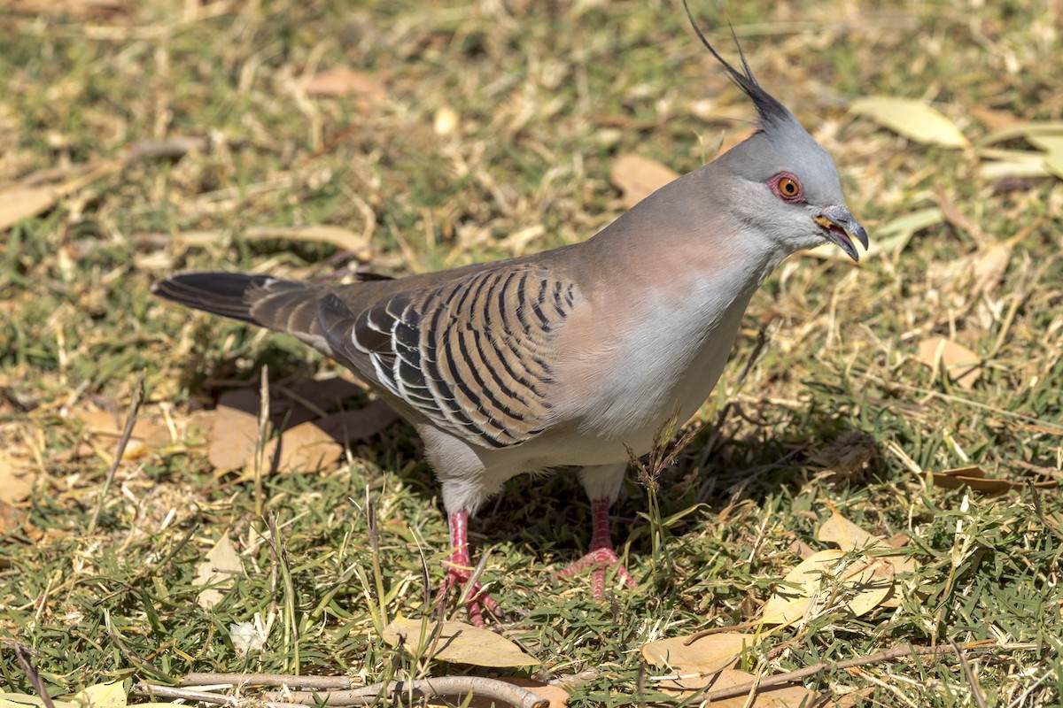Crested Pigeon - ML472465381