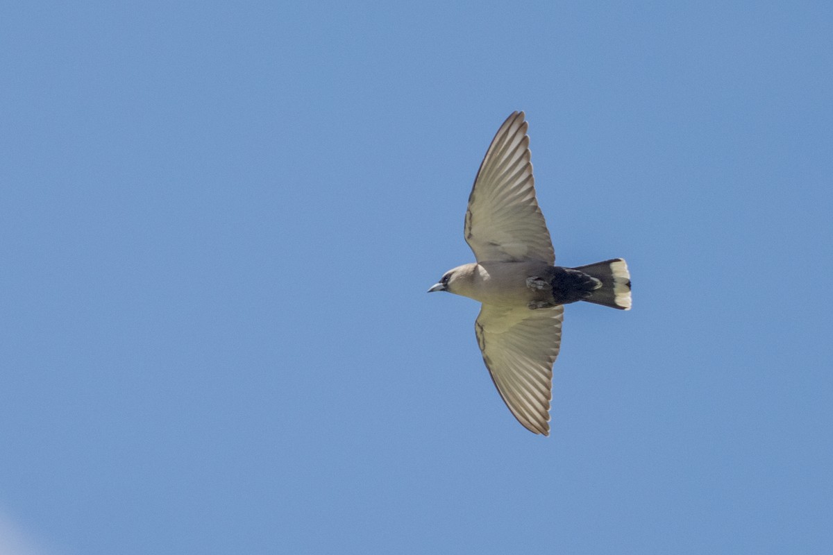 Black-faced Woodswallow - ML472466531