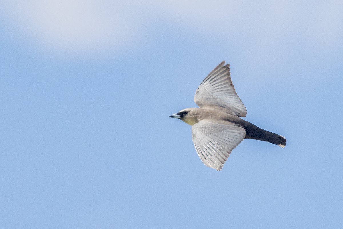 Black-faced Woodswallow - ML472466551