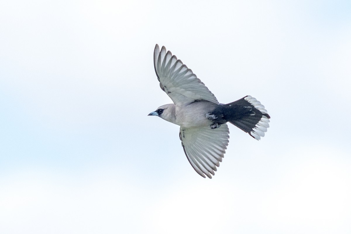 Black-faced Woodswallow - ML472466571
