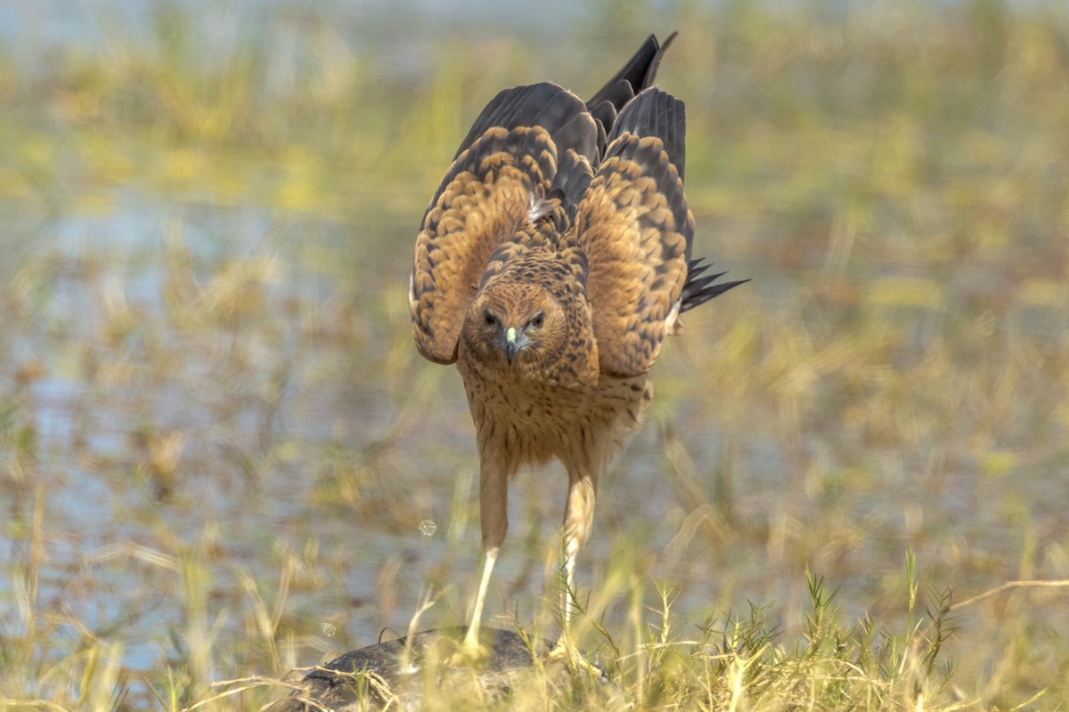 Spotted Harrier - ML472466711