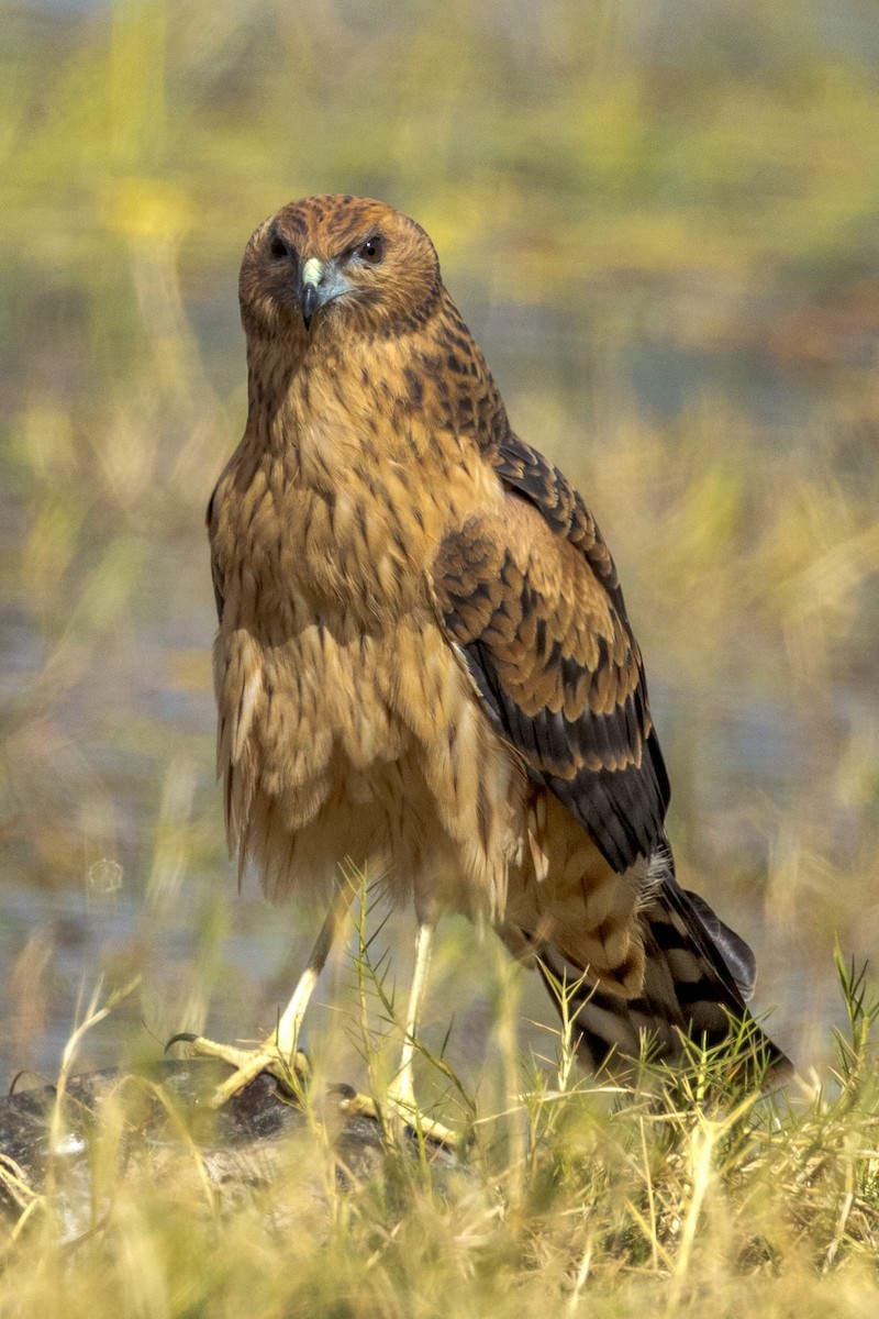Spotted Harrier - ML472466731