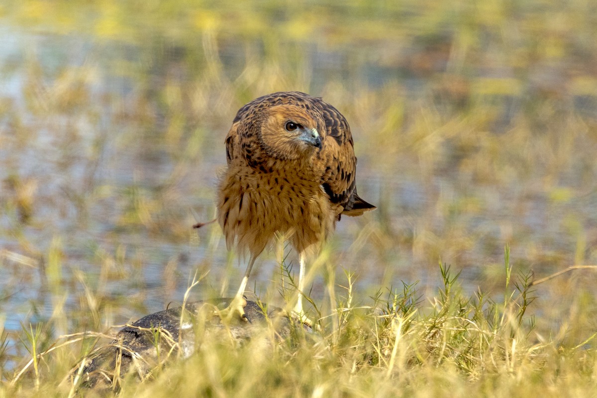 Spotted Harrier - ML472466751