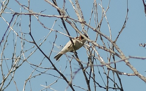 Black-headed Penduline-Tit - Remiz macronyx - Media Search