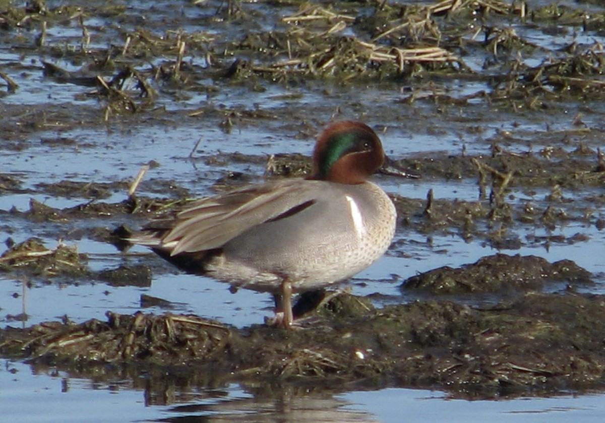 Green-winged Teal - ML47247051