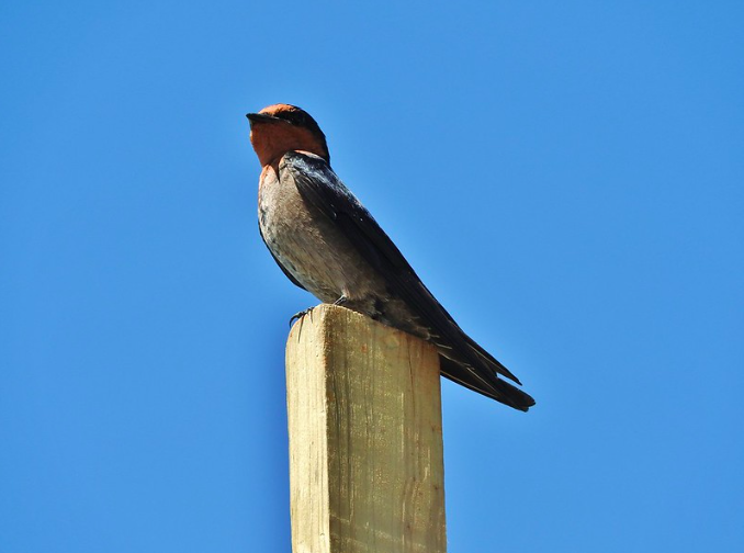 Pacific Swallow - ML472474121