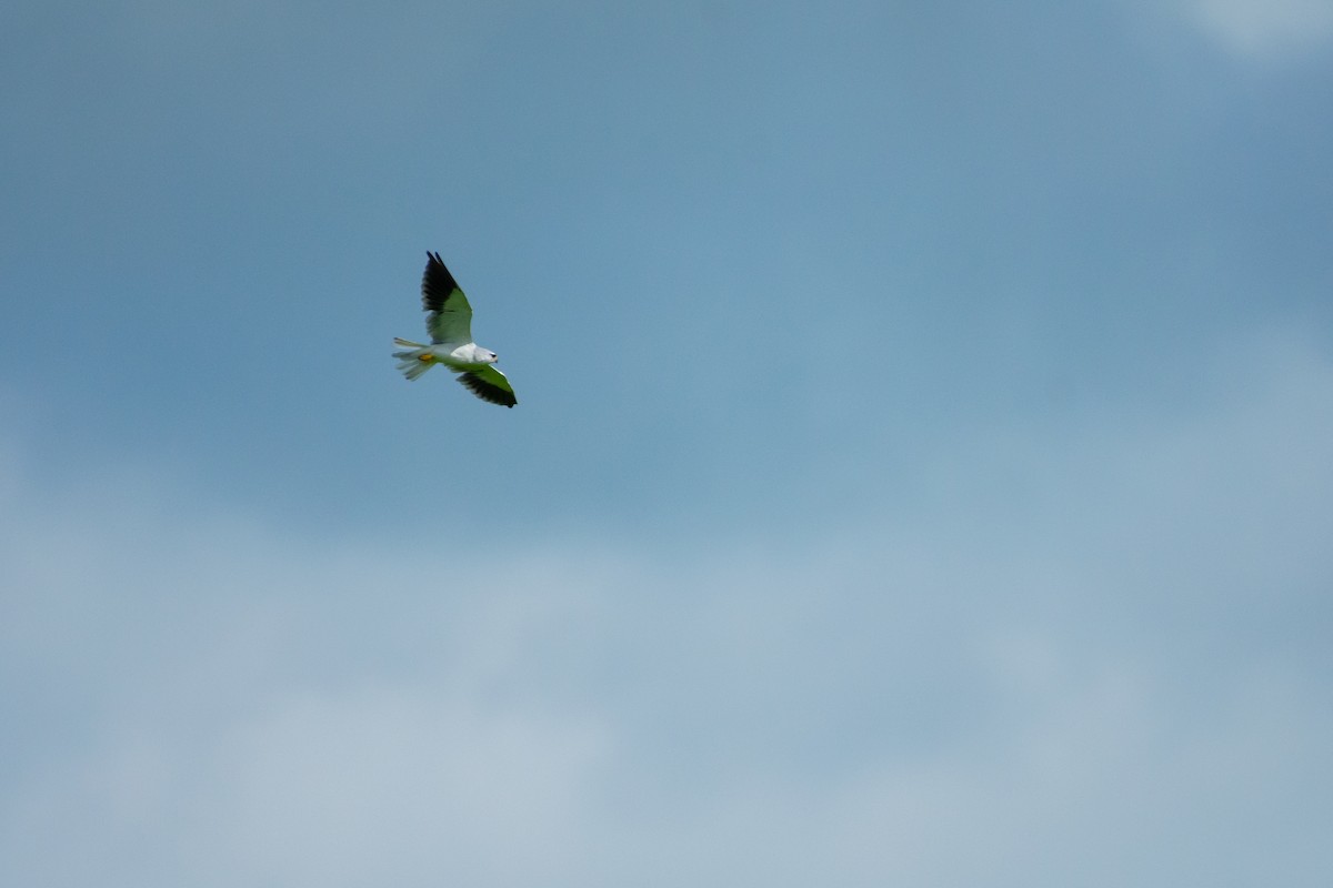 Black-winged Kite - swarnava nandi