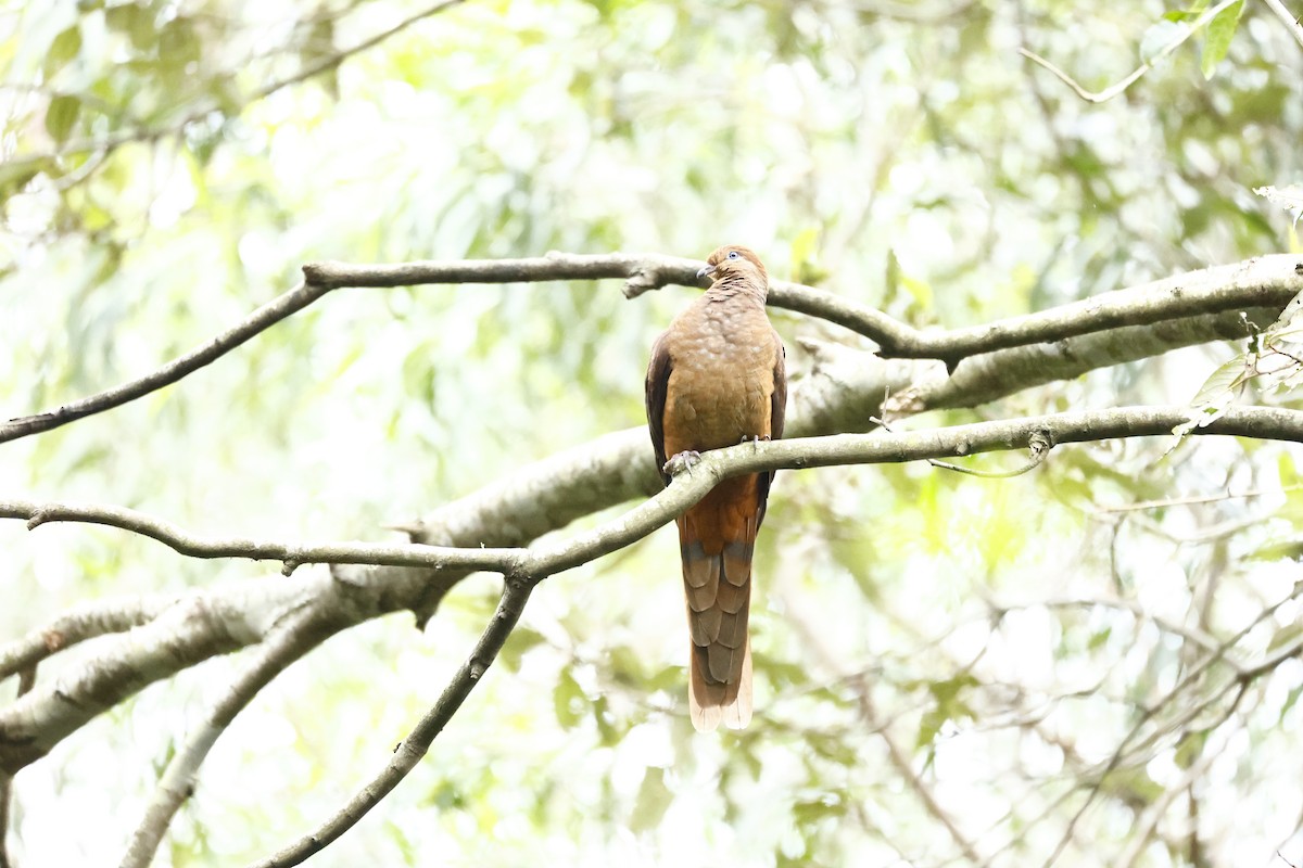 Brown Cuckoo-Dove - Brian Rattenbury