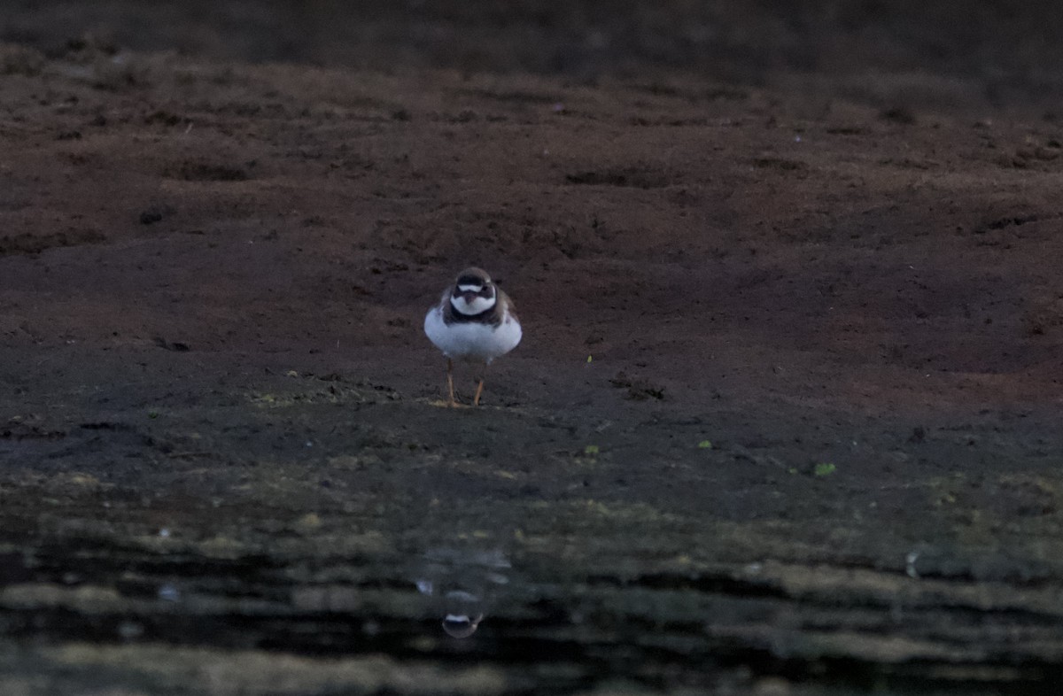 Semipalmated Plover - ML472478421