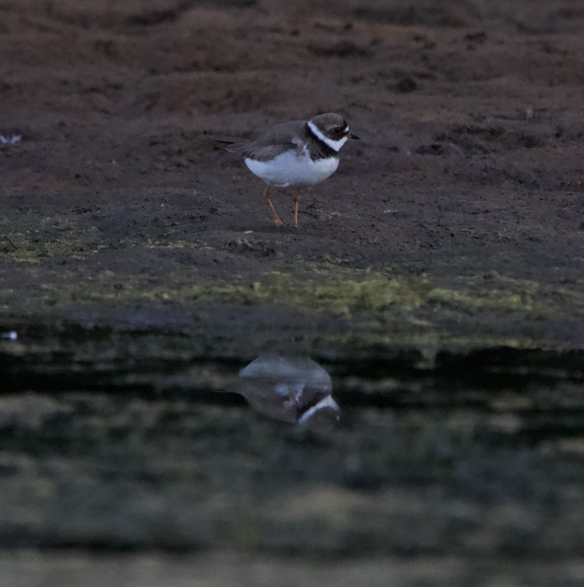 Semipalmated Plover - lawrence connolly