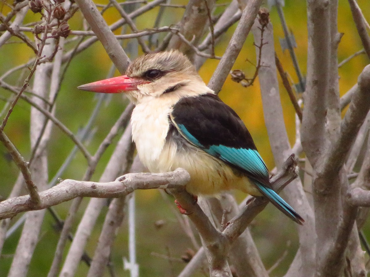 Brown-hooded Kingfisher - G L