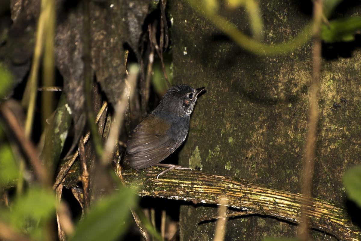White-breasted Tapaculo - ML47248501