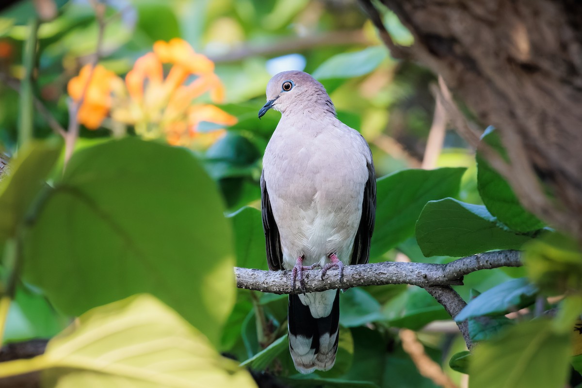 White-tipped Dove - Tim Emmerzaal