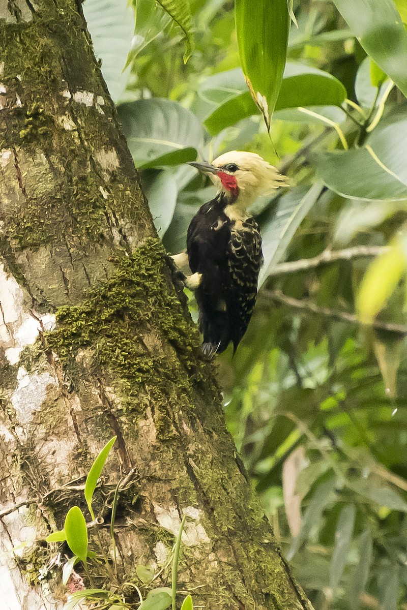 Blond-crested Woodpecker - ML47248741