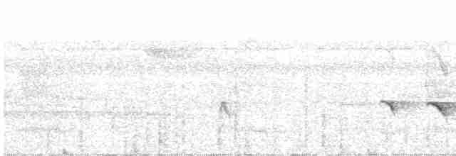 Kurzschwanz-Ameisenvogel - ML472489331