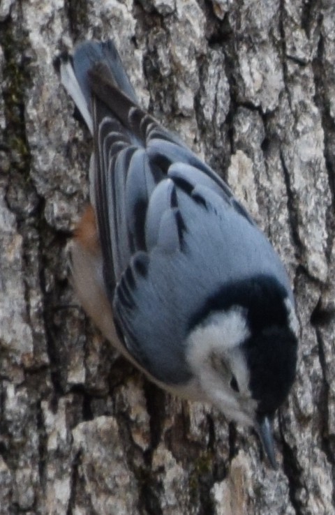 White-breasted Nuthatch - ML47249001