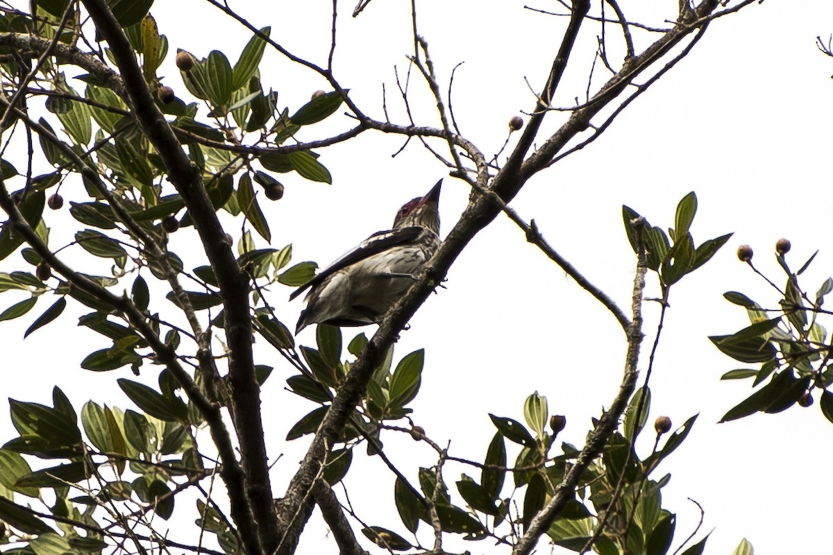 Black-tailed Tityra - ML47249251