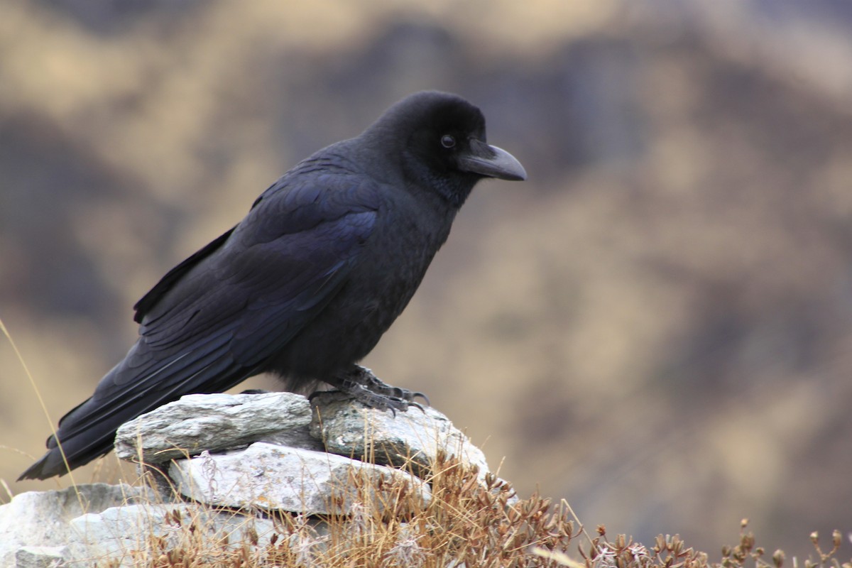 Large-billed Crow - Sahas Barve