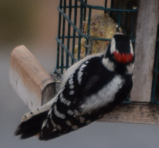 Downy Woodpecker - ML47249431