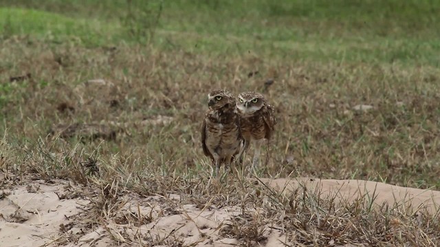 Burrowing Owl - ML472496