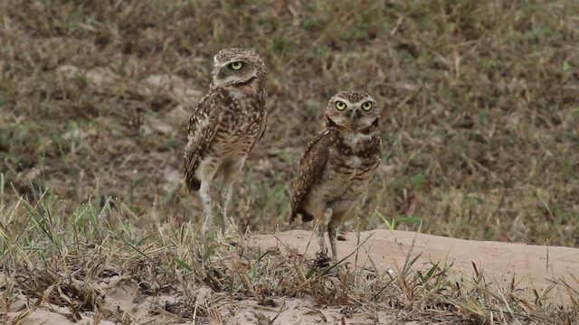 Burrowing Owl - ML472497