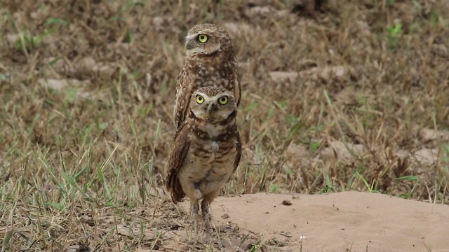 Burrowing Owl - ML472498