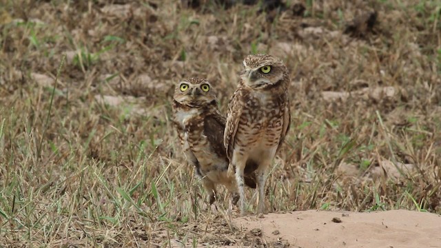 Burrowing Owl - ML472499